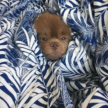 Bertram (Foto: Instagram/bertiebertthepom) - 15