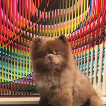 Bertram (Foto: Instagram/bertiebertthepom) - 16