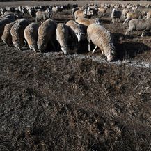 Suša u Australiji (Foto: AFP)