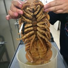 Prirodni horor (Foto: boredpanda.com) - 23