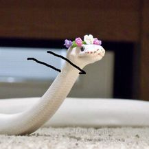 Šašava zmije (Foto: boredpanda.com) - 24