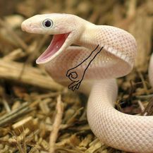 Šašava zmije (Foto: boredpanda.com) - 25