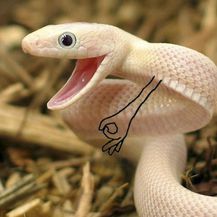 Šašava zmije (Foto: boredpanda.com)