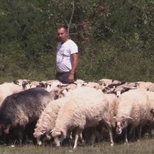 Stado ovaca (Foto: Dnevnik.hr) - 1