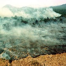Požar u Amazonskoj prašumi (Foto: AFP)