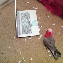 Ptice (Foto: boredpanda.com) - 37