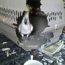 Ptice (Foto: boredpanda.com) - 38