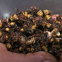 Problemi s komarcima i stršljenima - 8