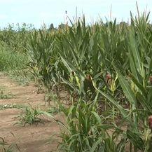 Kiša u Slavoniji spasila poljoprivrednike - 6