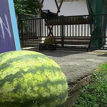 Samoposlužni štand s lubenicama - 1