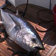 Ulovljena tuna - 1