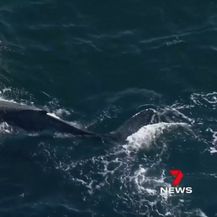 Kit u Australiji - 4