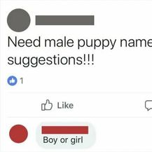 ''Trebam prijedloge imena za muškog štenca!!!'' ''Cura ili dečko?''