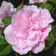 Sorta ruže 'Fantin Latour'