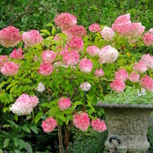 Hortenzija paniculata Vanille