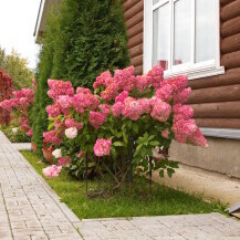 Hortenzija paniculata Vanille