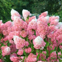 Hortenzija paniculata Vanille