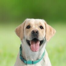 Labrador retriver