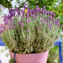 Lavanda