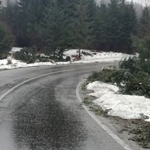 Srušena stabla u Gorskom kotaru (Foto: Marko Balen)