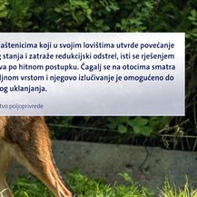 Čagljevi ugrozili paško ovčarstvo (Foto: Dnevnik.hr) - 2