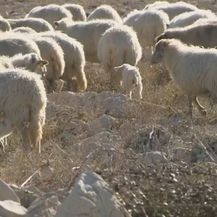 Ovce (Foto: Dnevnik.hr) - 1