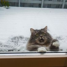 Mačke i snijeg (Foto: brightside.me) - 17