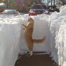 Mačke i snijeg (Foto: brightside.me) - 20