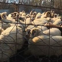 Zaštitit ćemo dalmatinsku janjetinu - 3