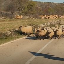 Zaštitit ćemo dalmatinsku janjetinu - 4