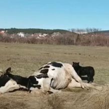 Uginula krava