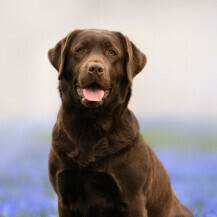 Labrador retriver