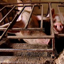 Prevencija afričke svinjske kuge (Foto: Dnevnik.hr)