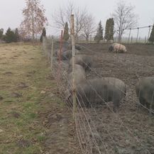 Davor Štefanko, uzgajivač crne slavonske svinje (Foto: Dnevnik.hr)