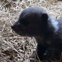 Medvjedić Matija pronašao novi dom (Foto: Zoološki vrt)