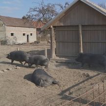 Crna slavonska svinja sve traženija - 1