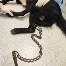 Netko je psu kroz nogu provukao lanac - 4