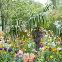 Vrtovi u kojima bi se ljubitelji tulipana osjećali kao u raju