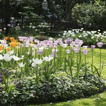Vrtovi u kojima bi se ljubitelji tulipana osjećali kao u raju - 10