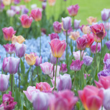 Vrtovi u kojima bi se ljubitelji tulipana osjećali kao u raju - 12