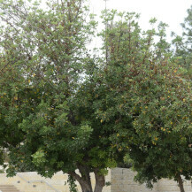 Drvo posađeno u čast Irene Sendler na ulazu u aveniju Pravednika među narodima ispred muzeja Yad Vashem u Jeruzalemu