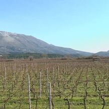 Male odštete vinogradarima u Konavlima (Foto: Dnevnik.hr)