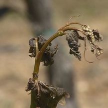 Male odštete vinogradarima u Konavlima (Foto: Dnevnik.hr)