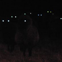Ovce u mraku izgledaju kao bića iz dubina pakla, i vama će se uvući u snove
