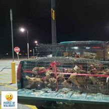 Walmart (Foto: izismile.com) - 20