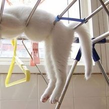 Mačke spavalice (Foto: thechive.com) - 1