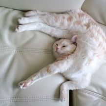 Mačke spavalice (Foto: thechive.com) - 25