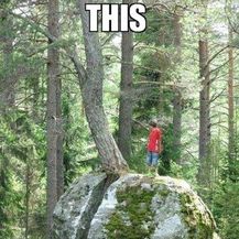 Gladna stabla (Foto: thechive.com) - 28