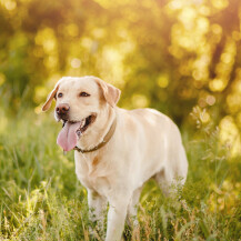 Labrador retriver