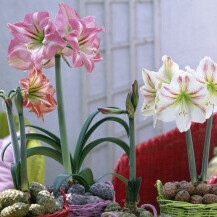 Amarilis se sadi od početka studenog pa do veljače, a cvijeta u svibnju i lipnju